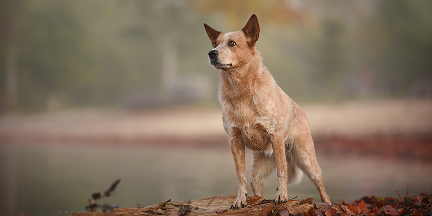 Dog in autumn. Australian cattle dog.