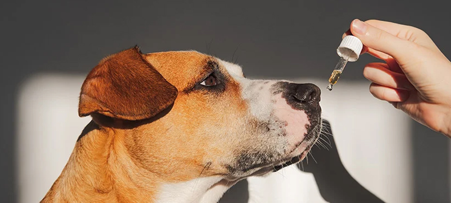 Dog taking nutritional supplement from dropper