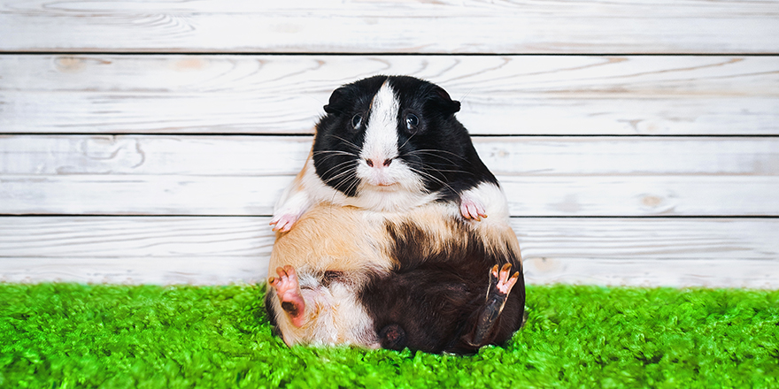 Funny fatly and lazy guinea pig. Fast food and bloating concept. Glutton.