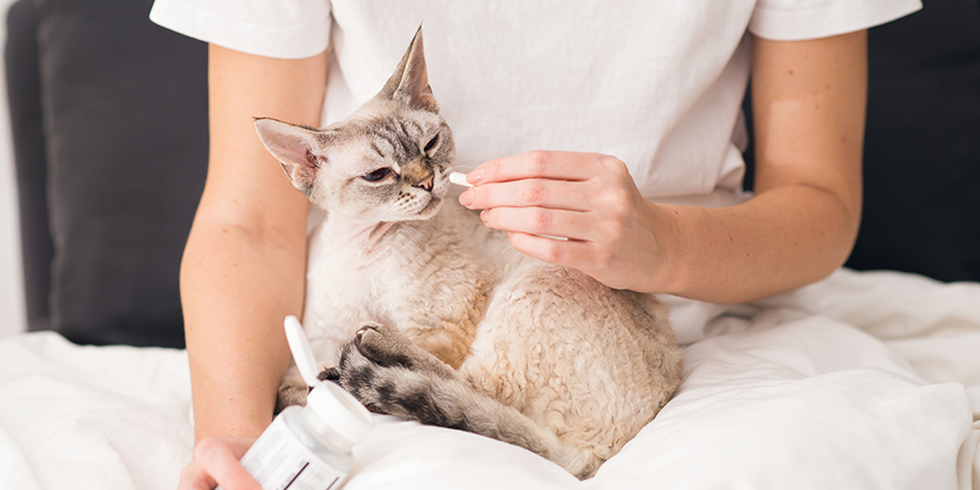 Giving a pill to a cat. Domestic cat sitting on owners hands and is getting it’s special medicine. Health care concept.