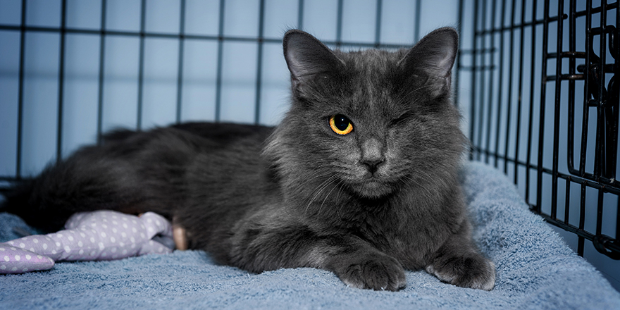 Gray shelter cat with one eye