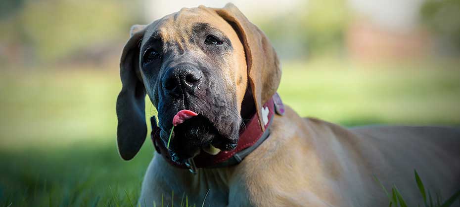 Great Dane puppy sticking out its tongue while trying to eat a piece of grass