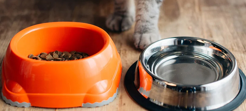 Grey cat near bowls with water and pet food on floor