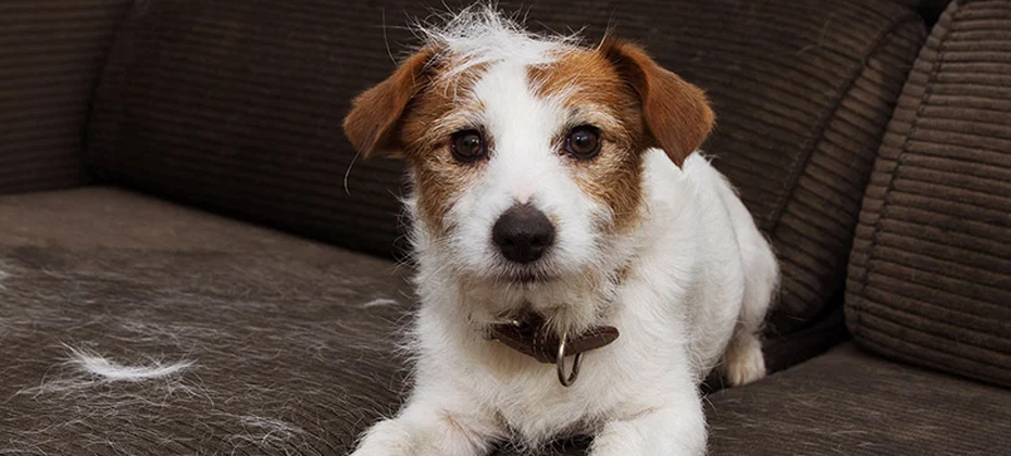 Jack Russel is shedding excessively on a sofa