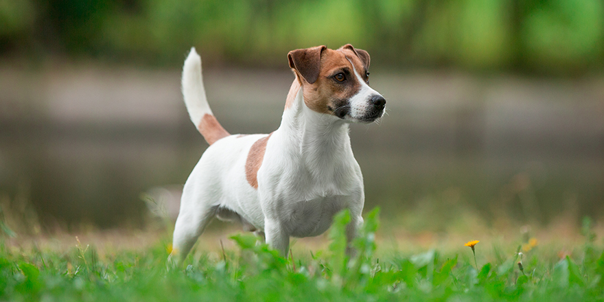 Jack Russell Terrier dog stands sideways in summer - conformation