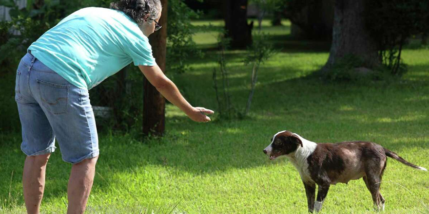 Jane Wesson (left) and Anna Barbosa of the Houston animal rescue K-911 feed a pair of stray dogs on May 15, 2022 in Houston. (Thomas B. Shea, Contract Photographer / For the Chronicle)