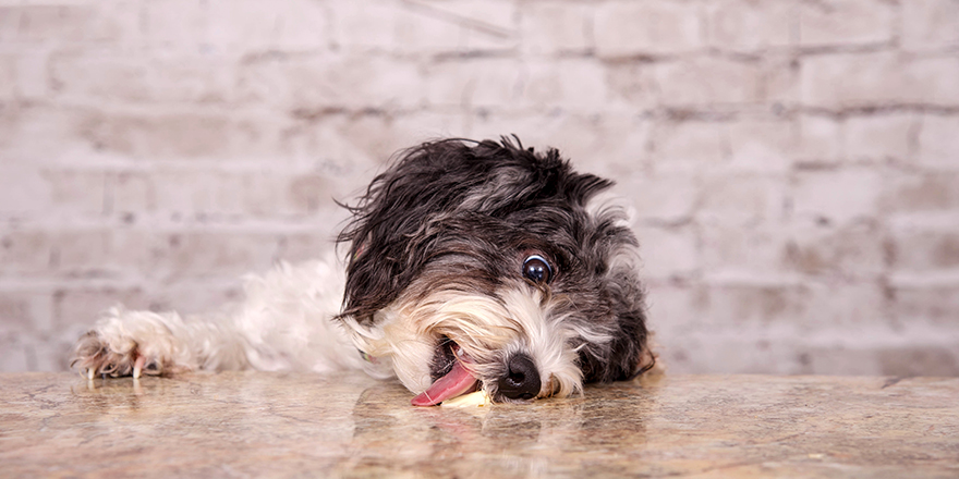 Little dog licks some food on a table