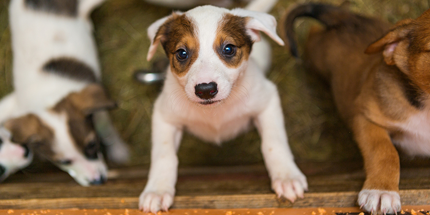 Little puppy at the shelter looks with hope. Take me, I'm the best!