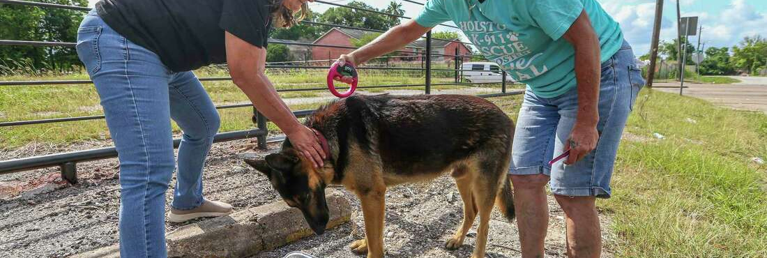 Local Houston Animal Rescue Shelters Struggling to Handle Stray Animal Crisis