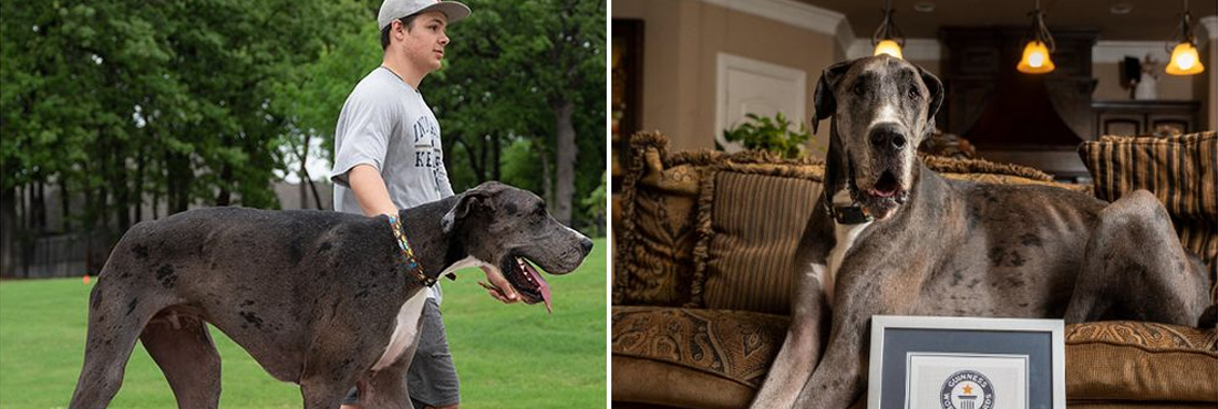 Zeus the Great Dane is Officially the World’s Tallest Dog