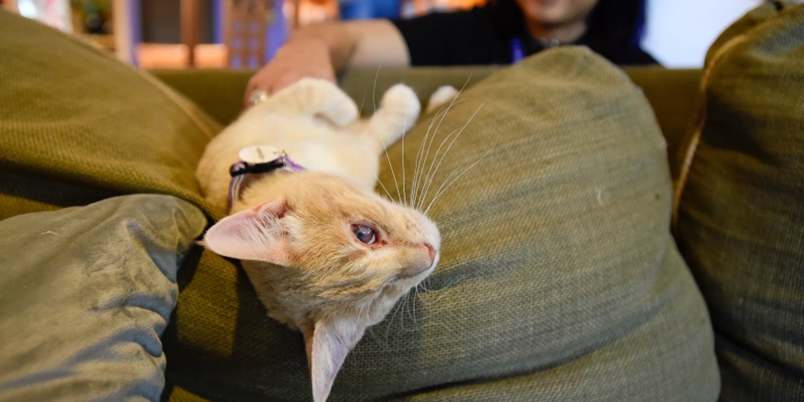 Owner Aleks Talaro pets a one eyed cat named Harvey at the Purrfect Pause Cat Cafe in Boulder on Monday, May 23, 2022. All the cats are available for adoption. (Matthew Jonas/Staff Photographer)