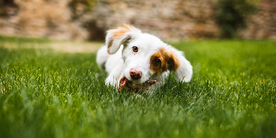 Pleased and happy dog eating meat on bone lying on green grass