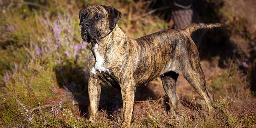 Portrait of a Presa Canario purebred dog