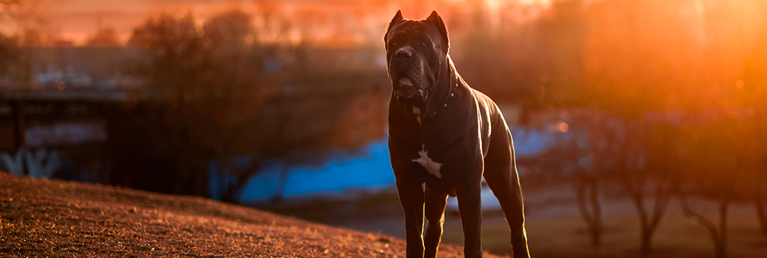 Presa Canario vs. Cane Corso: Comparing Two Similar Breeds