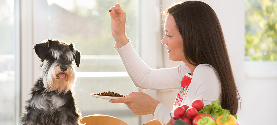 Pretty woman feeding miniature schnauzer with granules at table. Spoiled dog eating dry food