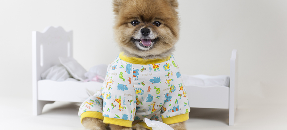 Puppy Pomeranian in pajamas getting ready for bed mini doll bed