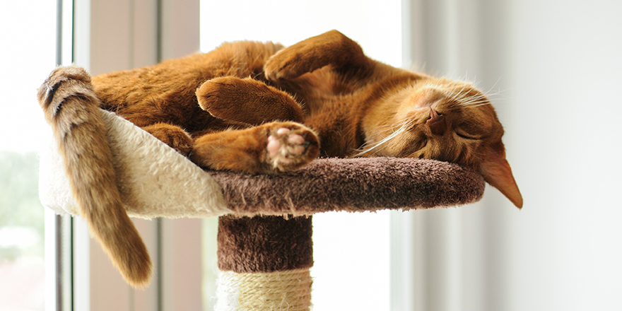 Purebred abyssinian cat lying on scratching post, indoor