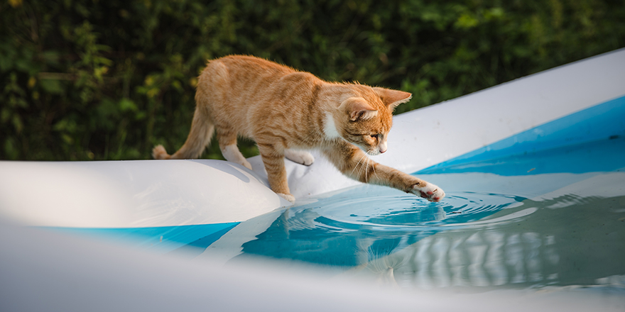 Red-haired cat sitting on the edge of the pool. Cat touching water with paws. Cat paws worms in the pool.