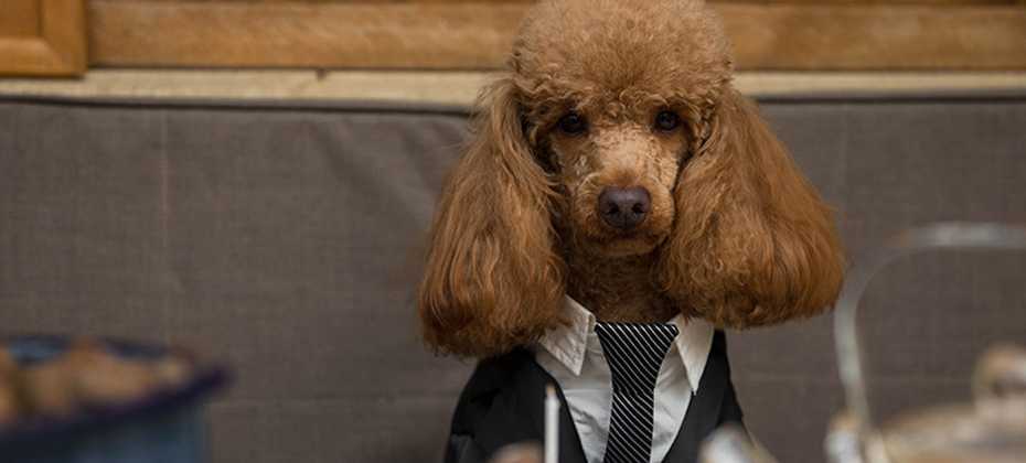 Serious dog celebrates in a restaurant