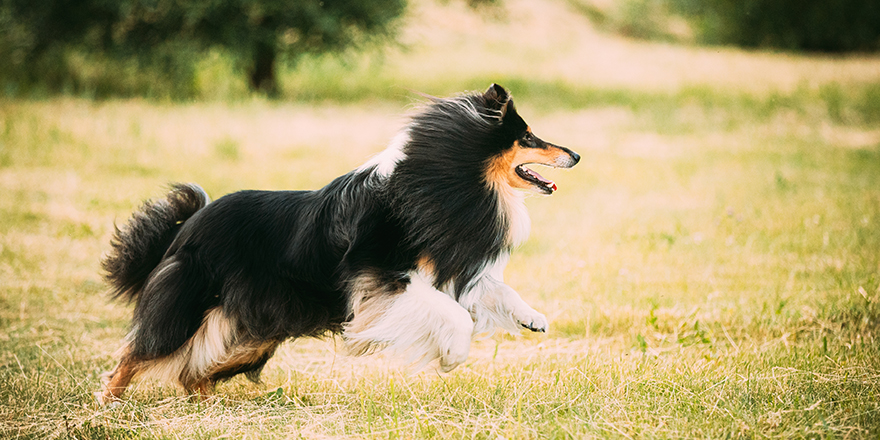 Shetland Sheepdog, Sheltie, Collie. Running Outdoor In Summer Grass.