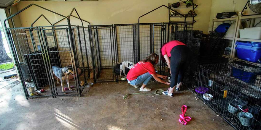 Tatiana Cadena, and Terra Lane, members of Kali Cabrera’s Spring Branch Rescue group, as they worked in her garage at her home, where she houses her rescues on Tuesday, May 17, 2022 in Richmond. 