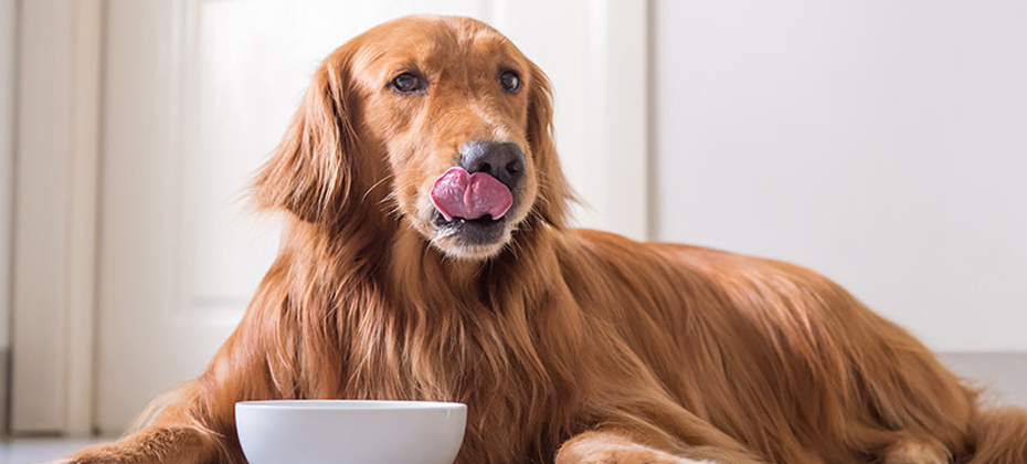 The Golden Retriever eating