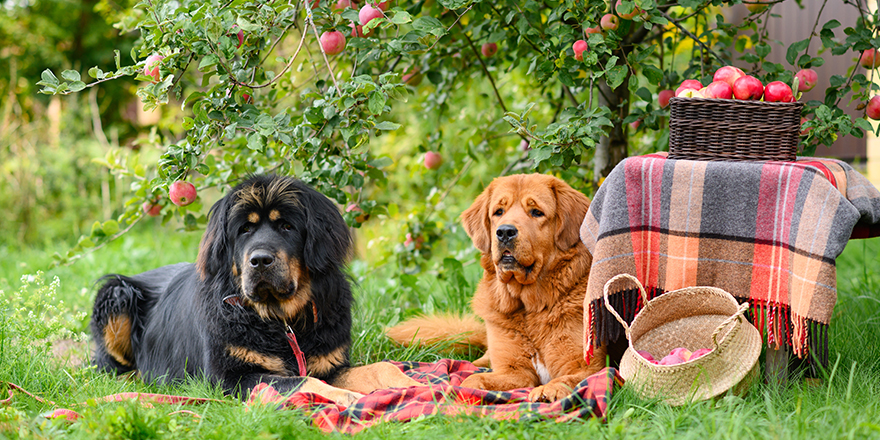 Two large dogs lie under an apple tree on a blanket with baskets of ripe apples. Selective focus on ginger dog