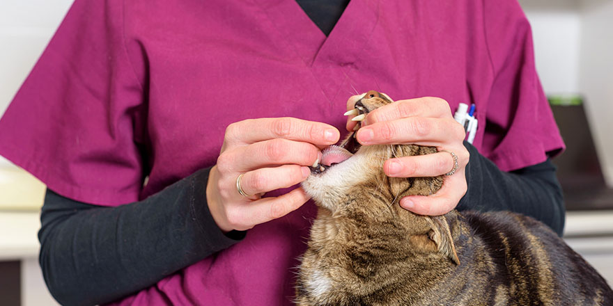 Veterinarian doctor giving a deworming medicine to a gray tabby cat.