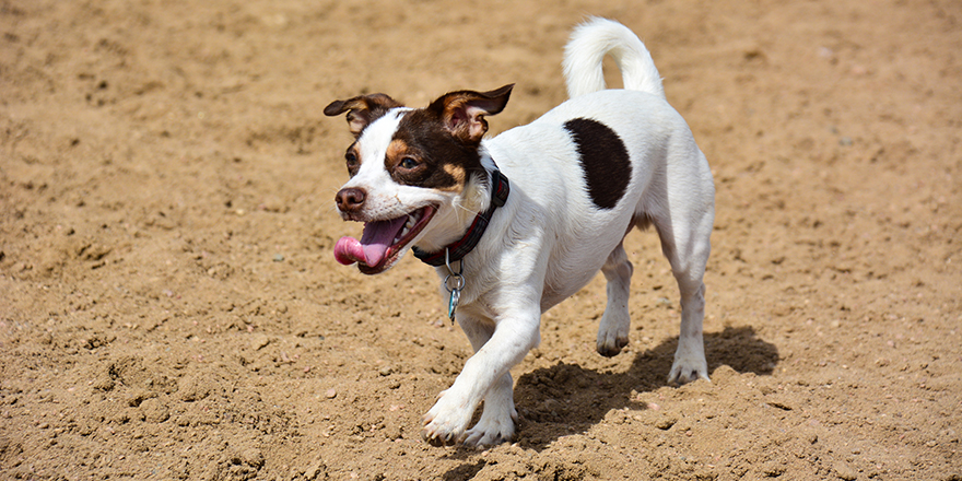 White Terrier Puppy Playing Fetch at a Dog Park in Denver, Colorado