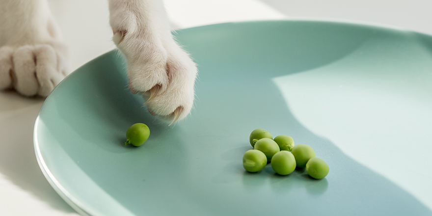 White cat paw touching green raw sweet pea. Healthy vegan food.