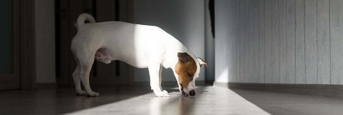 Why-Is-My-Dog-Licking-The-Wall