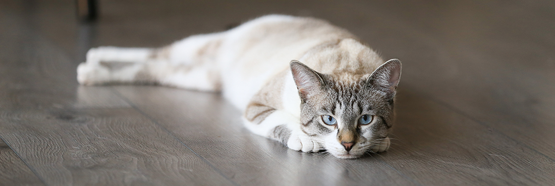 Worried about nasty parasites? Here’s our guide to deworming your cat
