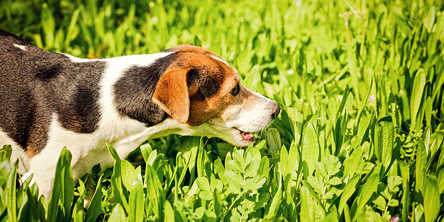 Young Jack Russell Terrier Dog Eating Grass. Pet Health Concept. The reasons why dogs are prone to eat grass