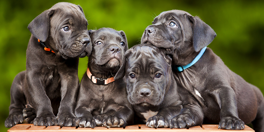 cane corso puppies