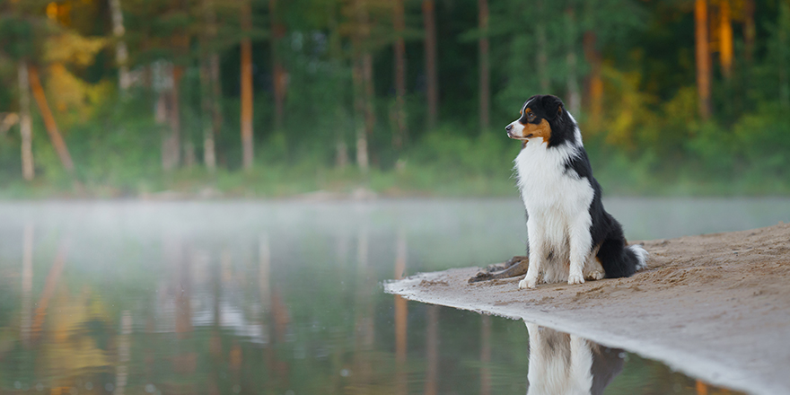 dog on beach. An active pet on the lake