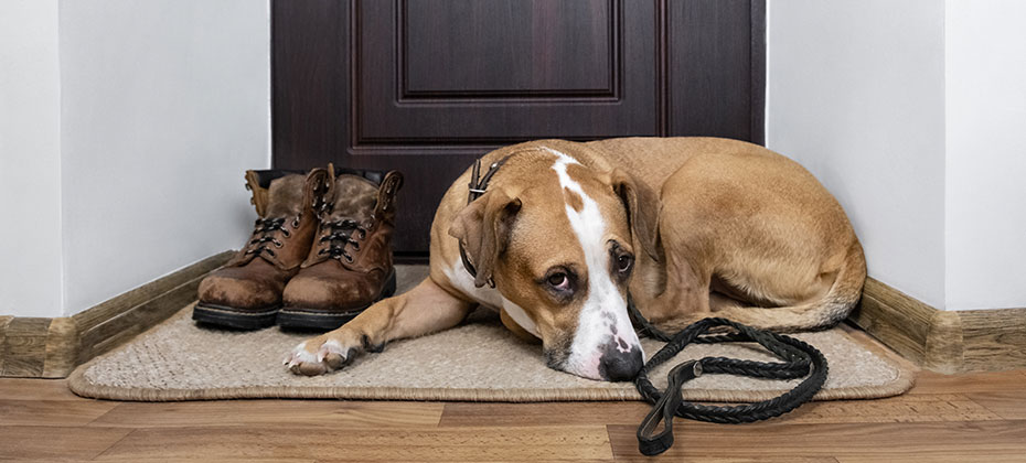 dog with a leash lying on a doormat near the front door of the apartment