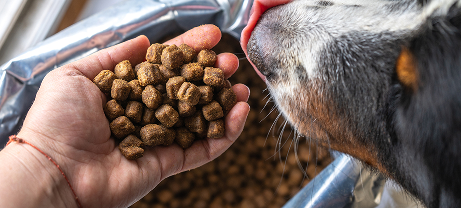 dry dog food in plastic bag and dog head, pet feed for medium dogs. 