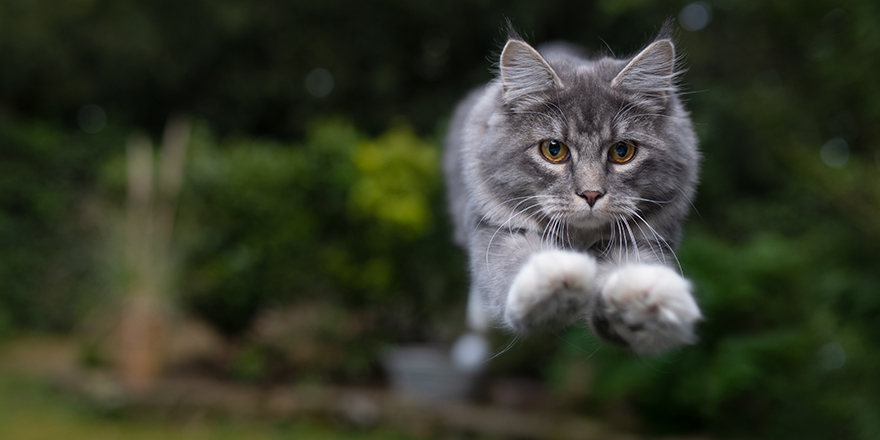 front view of blue tabby maine coon cat with white paws jumping towards camera in back yard