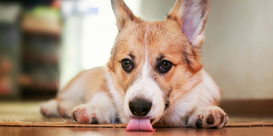 funny portrait of cute little Corgi dog lying at home on the Mat and licking the floors