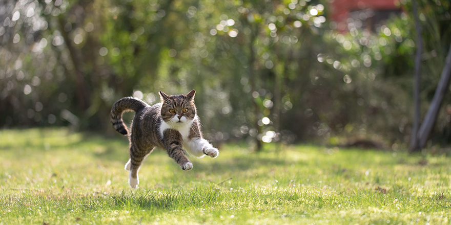 joyful cat jumping through the garden on a sunny day looking at camera