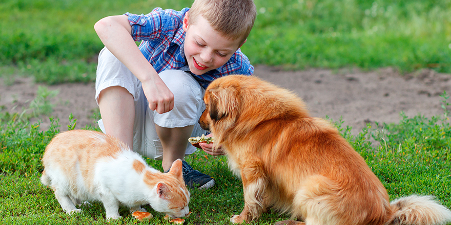 smiling little boy feeds homeless cat and redhead stray dog in the yard