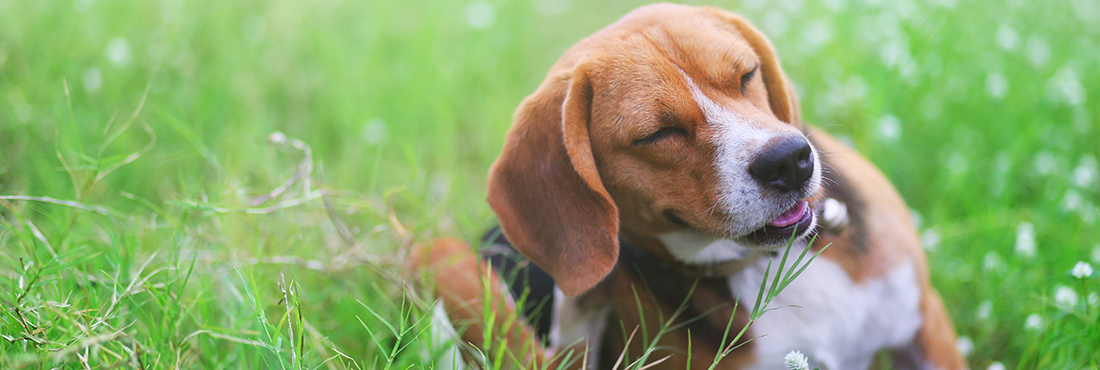 A Dog Allergy Vaccine Is In The Works
