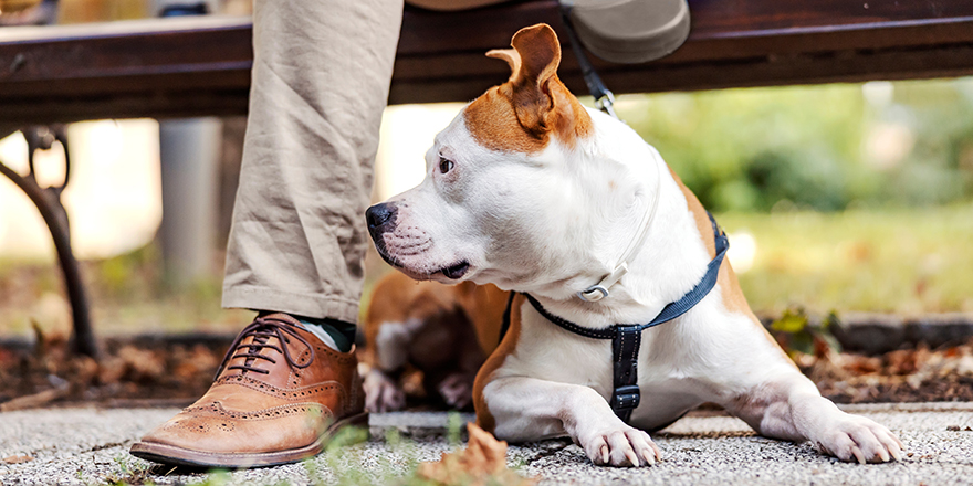 A calm purebred dog sitting next to his owner's legs. It is resting from a walk in a park. A dog with its owner outdoors