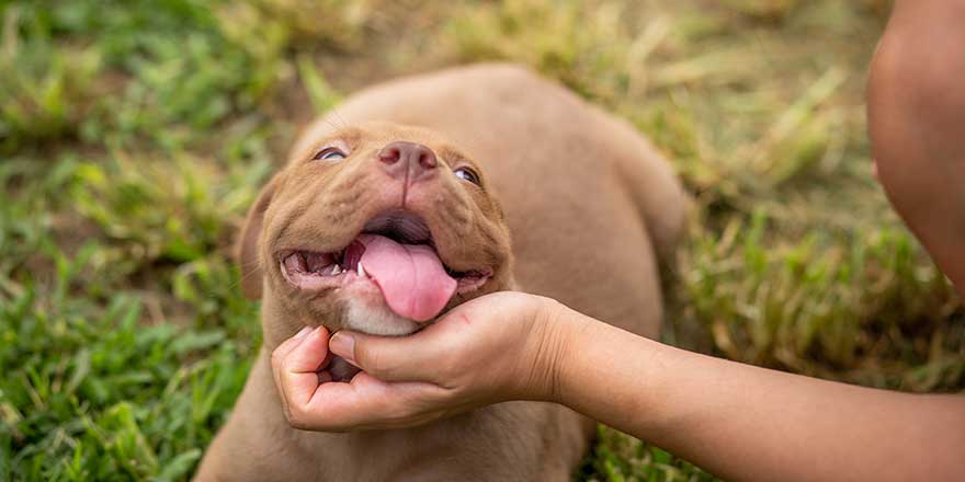 A cute brown pit bull, less than a month old, lies on the lawn of the dog farm. playing with owner Fat,