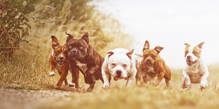 American Staffordshire Terrier dog with fun Staffordshire Bull Terrier puppy running in summer