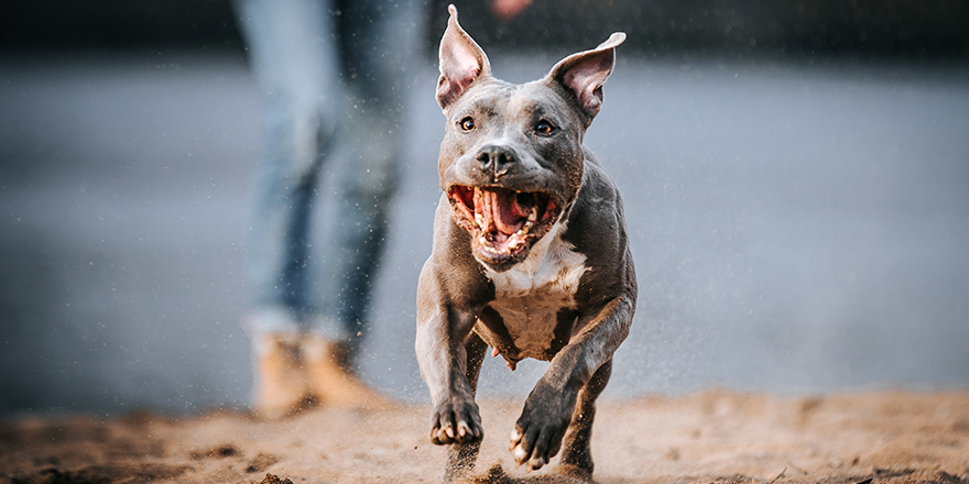 American staffordshire terrier in action