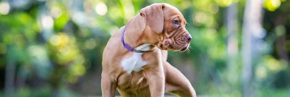 Are Pitbulls Hypoallergenic Dogs?
