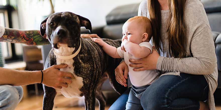 Baby girl touch pitbull at home, parent holding baby
