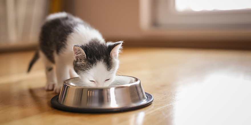 Beautiful little kitten licking milk from a bowl placed on the living room floor next to a window