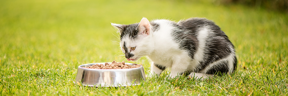 Best-Cat-Food-For-Outdoor-Cats